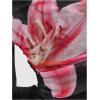 imageVerdusa Womens Y2k Off Shoulder Tops Tie Dye Mesh Long Flared Sleeve Ruched Crop Shirt TopBlack Pink